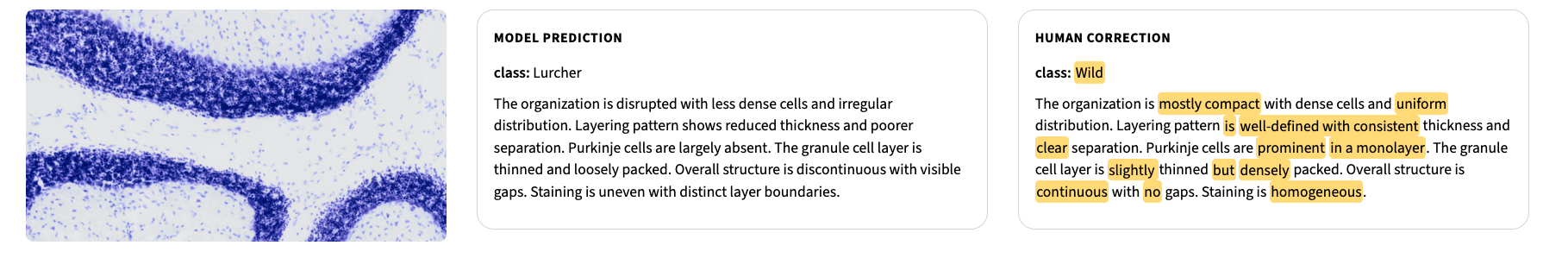 Example row showing a microscopy image, a Lurcher model prediction, and a Wild human correction with highlighted edits.