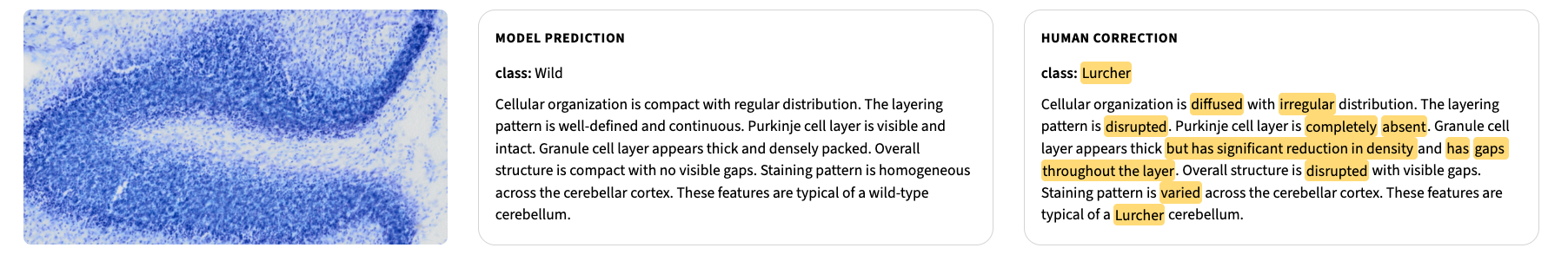 Example row showing a microscopy image, a Wild model prediction, and a Lurcher human correction with highlighted edits.